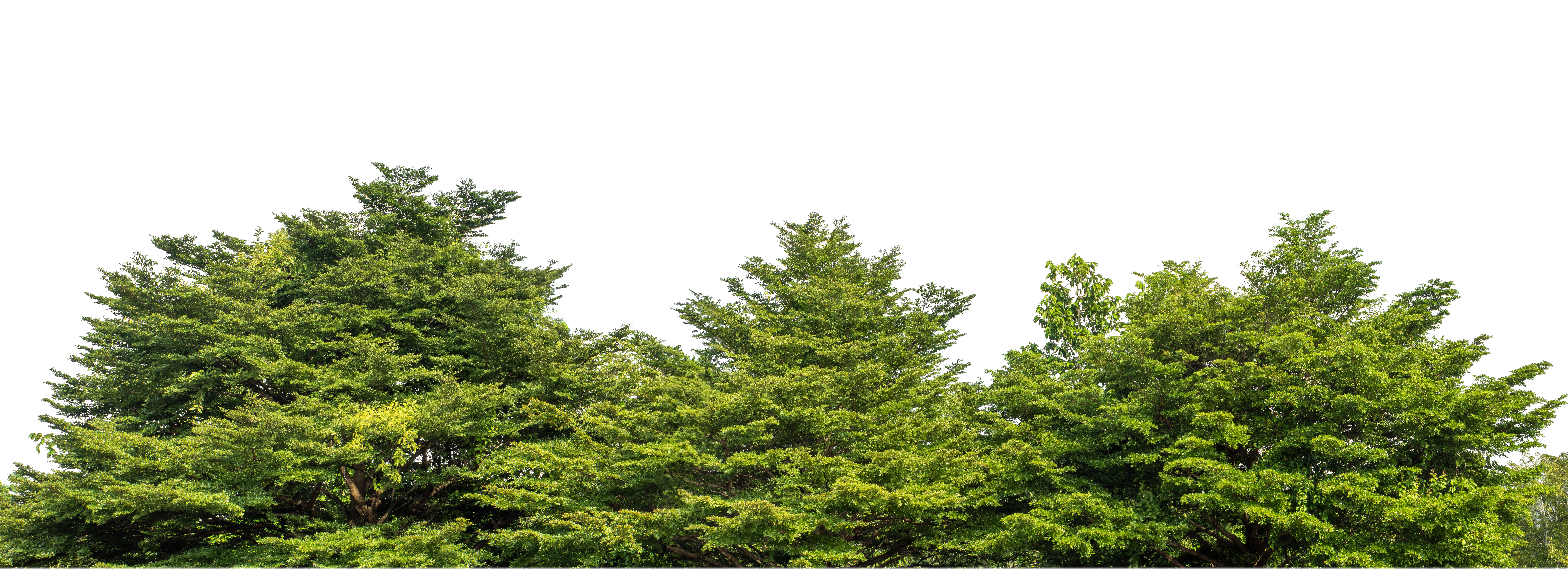 Alberi ornamentali nel vivaio TECNOVIVAI, tra cui varietà come l'Acer palmatum coltivate per giardini e progetti.