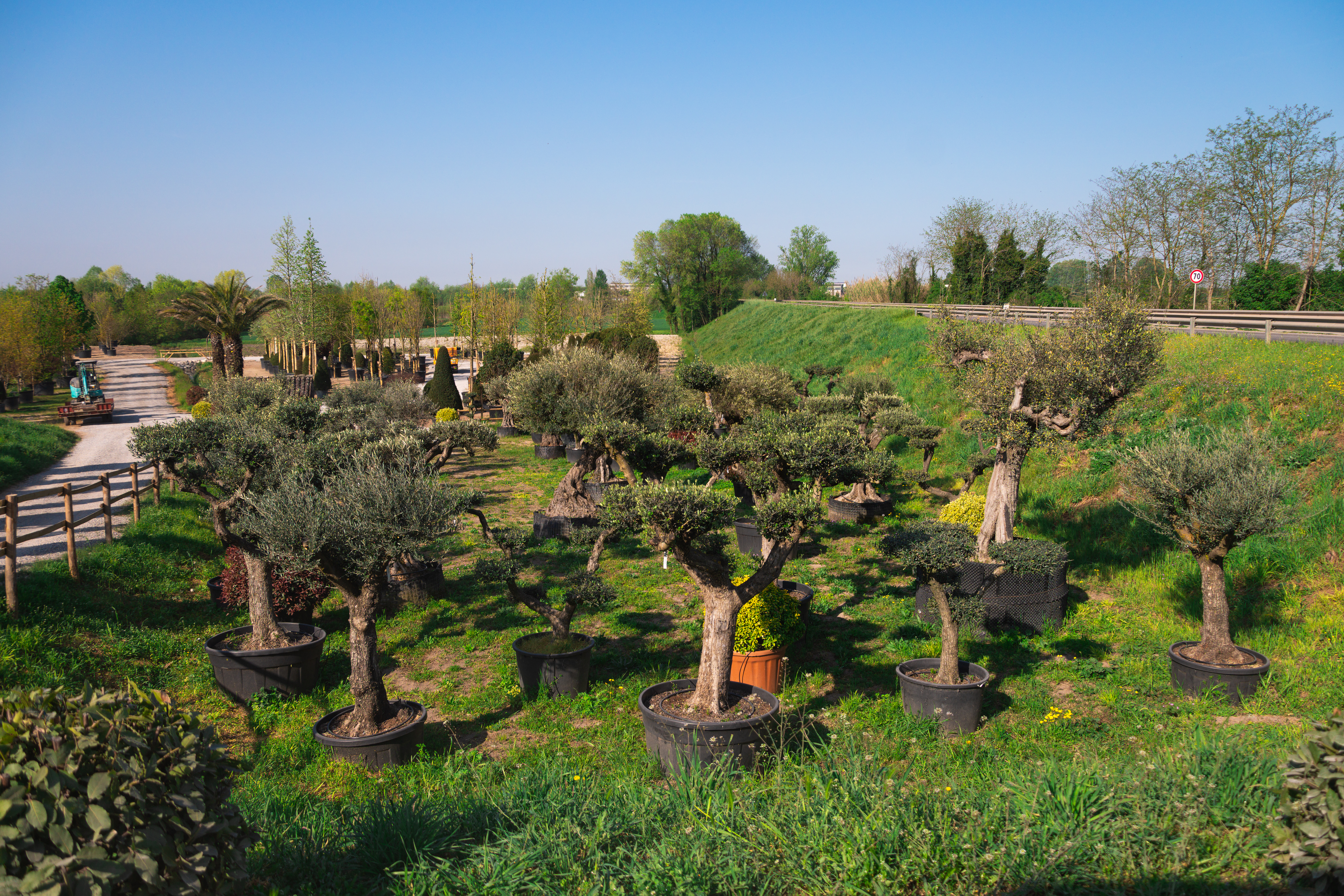 Qualità piante vivaio: alberi ornamentali curati nel vivaio TECNOVIVAI a Canneto sull'Oglio.