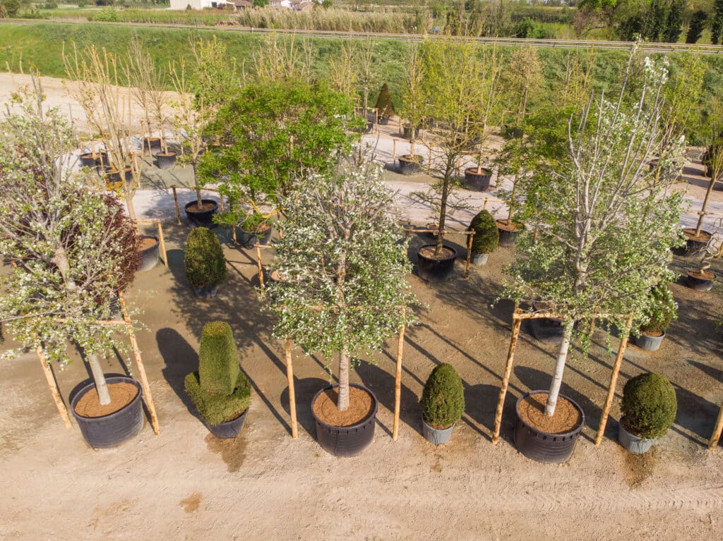 Vivaio TECNOVIVAI a Canneto sull'Oglio (Lombardia): alberi ornamentali e arbusti coltivati in vaso, allineati e pronti per la fornitura professionale a progetti di verde urbano e cantieri.