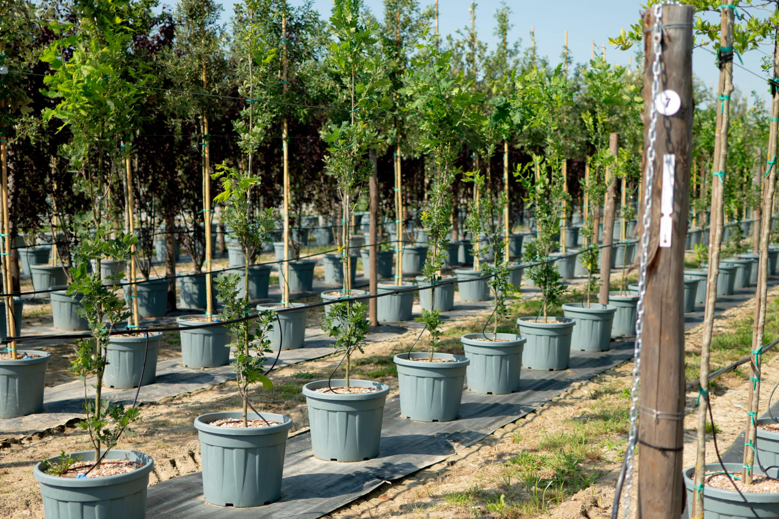 Filari di giovani alberi in vaso pronti alla vendita, Vivaio TECNOVIVAI a Canneto sull'Oglio (Lombardia) - prenota una visita guidata.