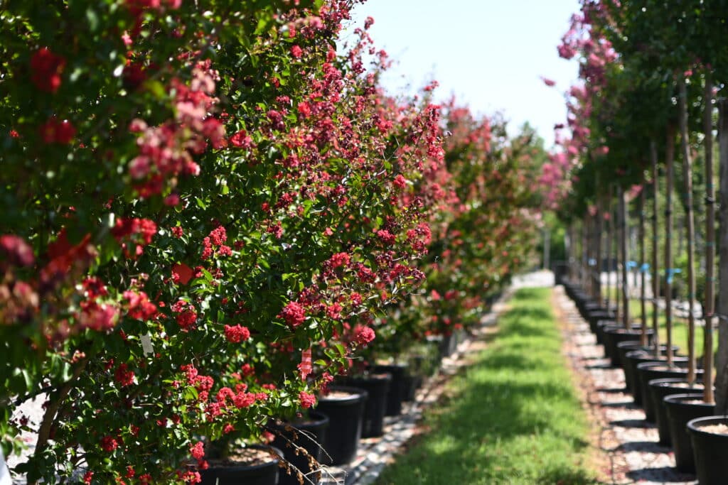 Filare di Lagerstroemia indica a fiore rosso acceso, in contenitore, vivaio TECNOVIVAI, Canneto sull'Oglio (MN).