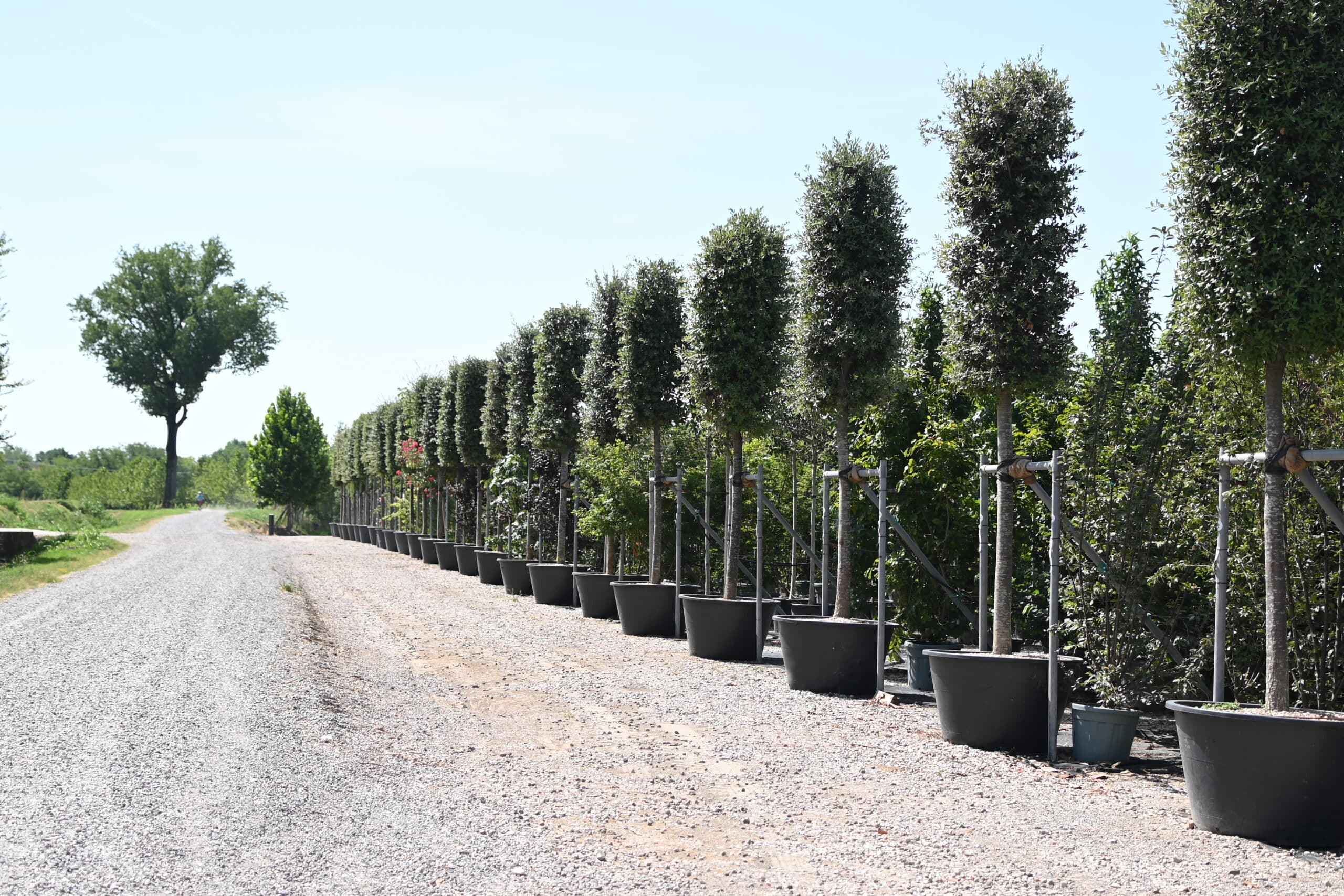 Filari di alberi ornamentali in vaso pronti per la fornitura a un vivaio all'ingrosso per paesaggisti e architetti, TECNOVIVAI.