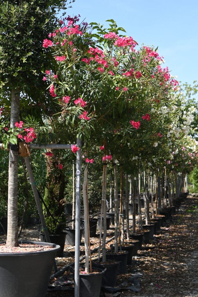 Filare di arbusti ornamentali a fiore rosa acceso, in contenitore nel vivaio TECNOVIVAI, Canneto sull'Oglio (MN).