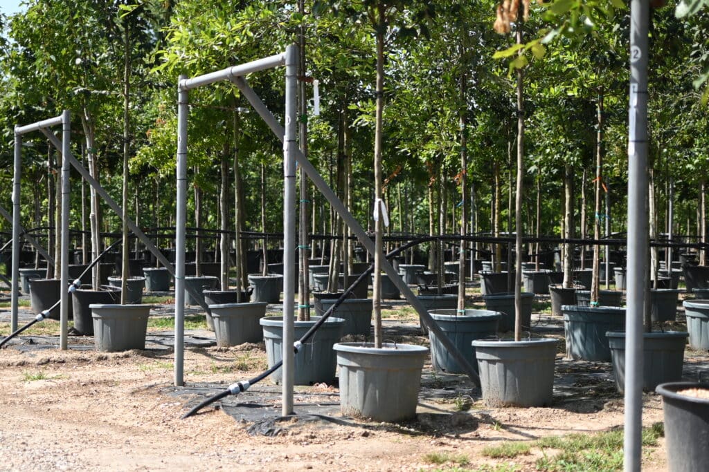 Alberi in contenitore su struttura di sostegno numerata, vivaio TECNOVIVAI, Canneto sull'Oglio (MN).