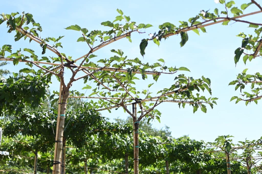 Morus alba Fruitless Giovani alberi allevati a spalliera su struttura in vivaio TECNOVIVAI, Canneto sull'Oglio (MN).