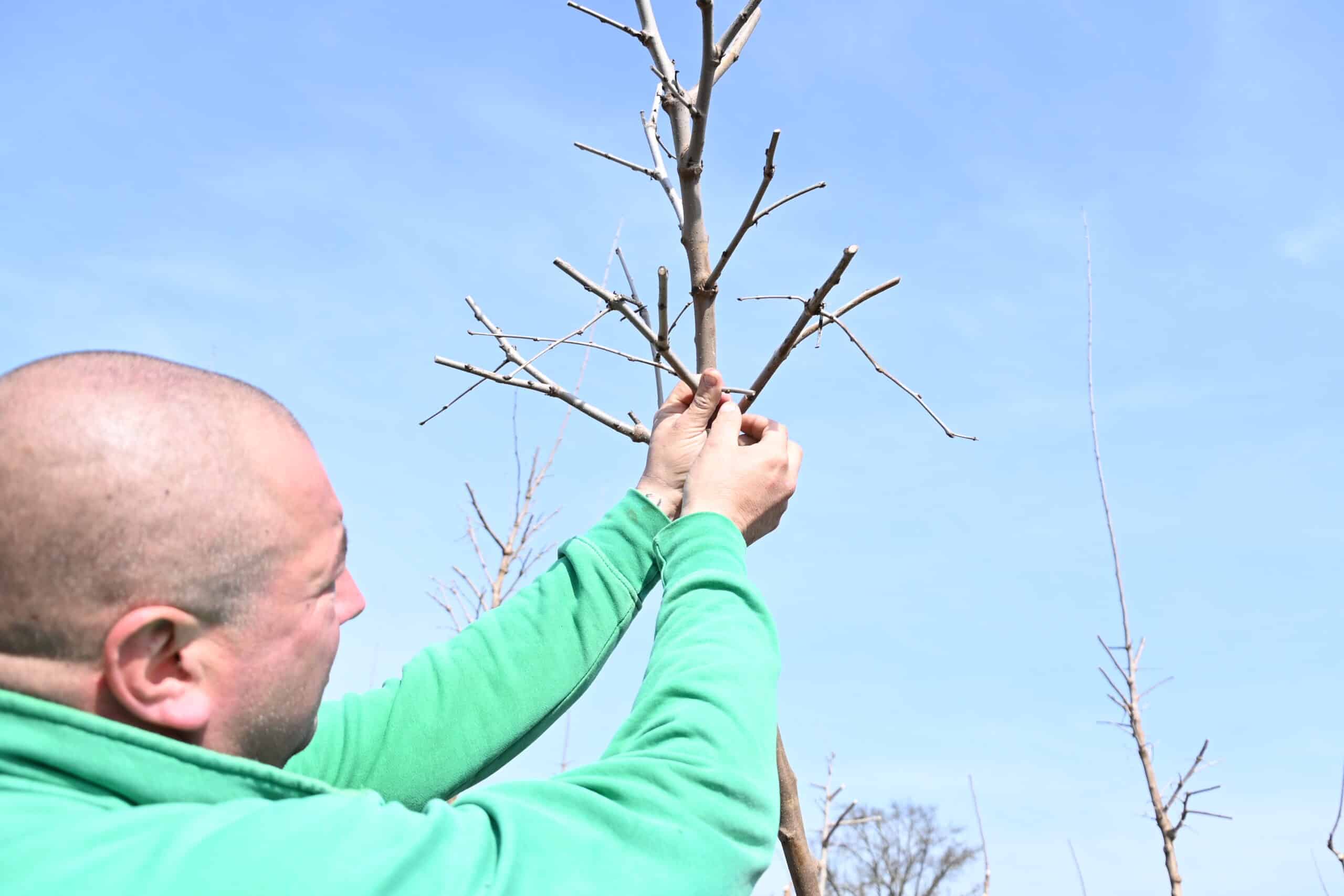 Alberi ad alto fusto in vaso nel vivaio TECNOVIVAI, tra cui il tiglio in vivaio coltivato per viali e giardini.