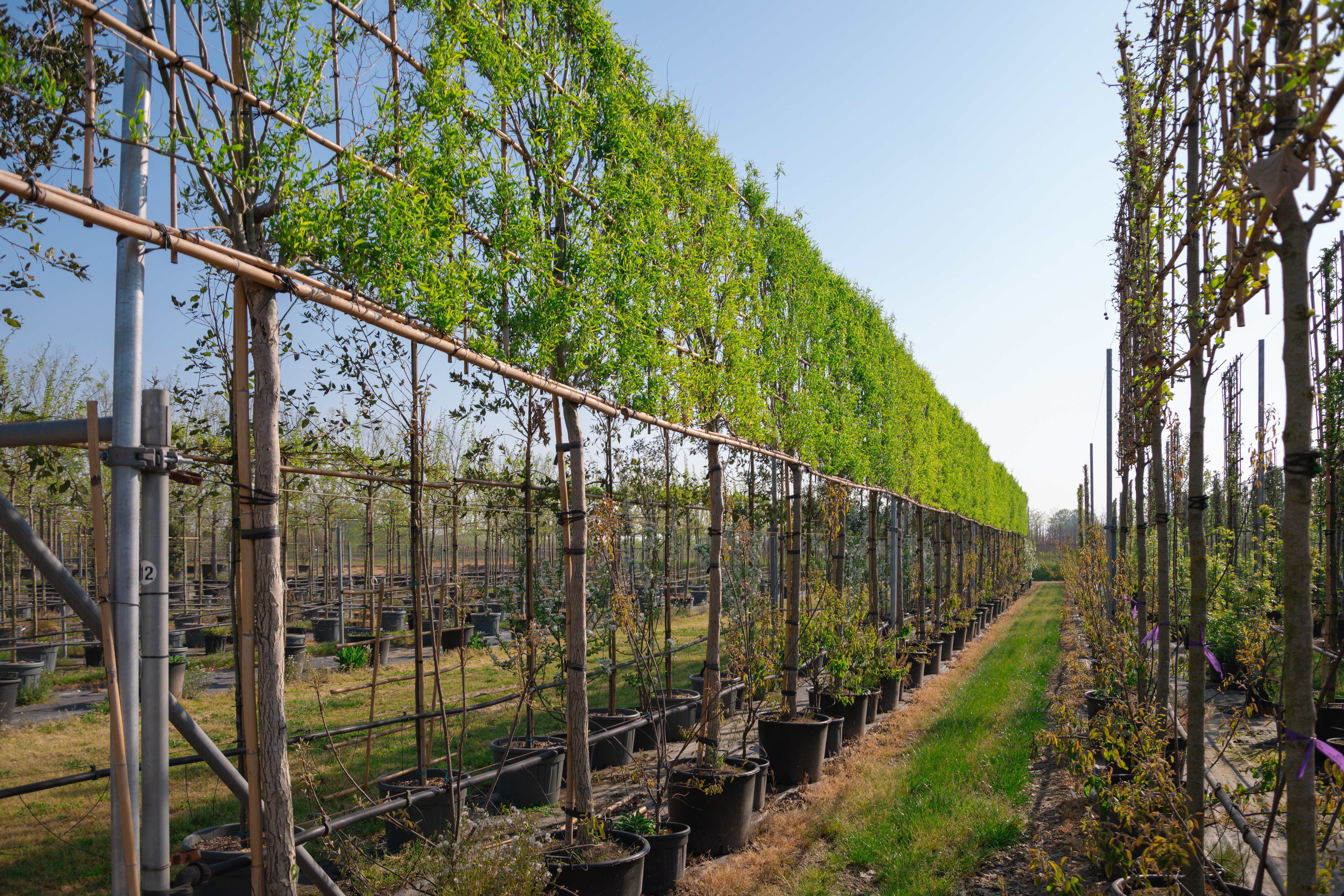 Filare di piante in allevamento su grata nel vivaio TECNOVIVAI, Canneto sull'Oglio, Lombardia.
