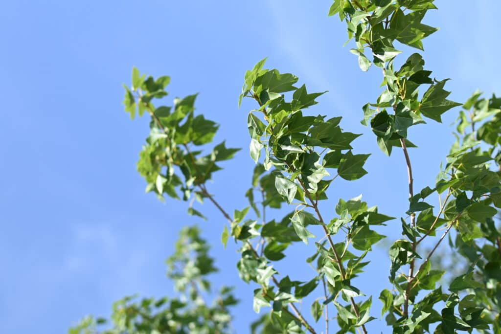 Foglie trilobate di Acer buergerianum (Acero tridente) controluce, dettaglio del fogliame nel vivaio TECNOVIVAI
