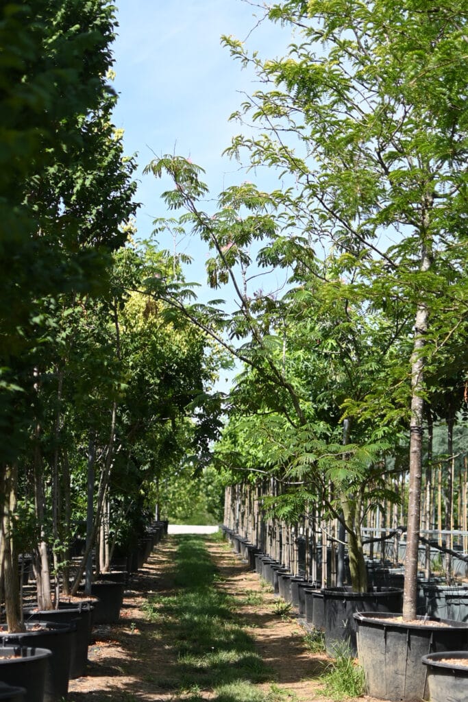 Gleditsia triacanthos TECNOVIVAI media asset associated with tecnovivai and vivaio professionale a canneto sull’oglio, lombardia.
