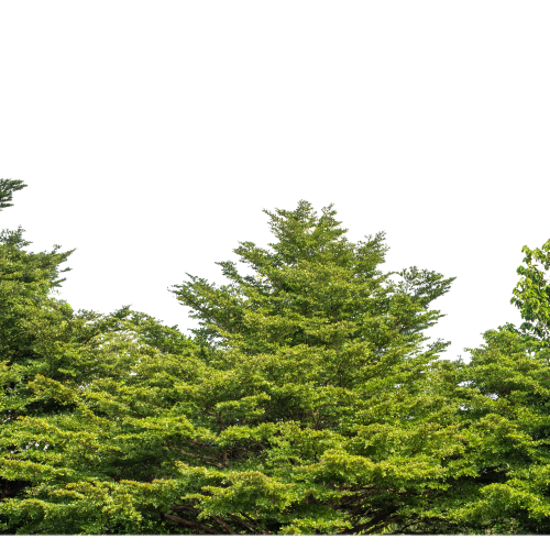 Alberi ornamentali nel vivaio TECNOVIVAI, tra cui varietà come l'Acer palmatum coltivate per giardini e progetti.