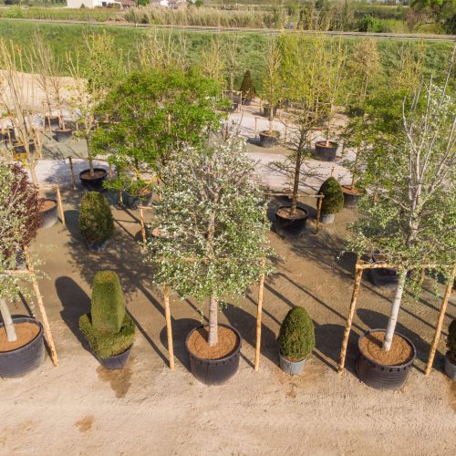 Vivero TECNOVIVAI en Canneto sull'Oglio, Lombardía: hileras de árboles y arbustos ornamentales cultivados en contenedor y preparados para el suministro profesional a proyectos de infraestructura verde y obras de paisajismo.