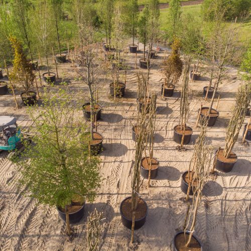 Manipulación de árboles en contenedor con una miniexcavadora en el vivero TECNOVIVAI de Canneto sull'Oglio, Lombardía.