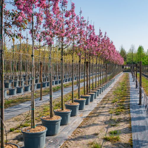 Filare di alberi ornamentali in vaso con fioritura rosa, allineati nel campo di coltivazione TECNOVIVAI