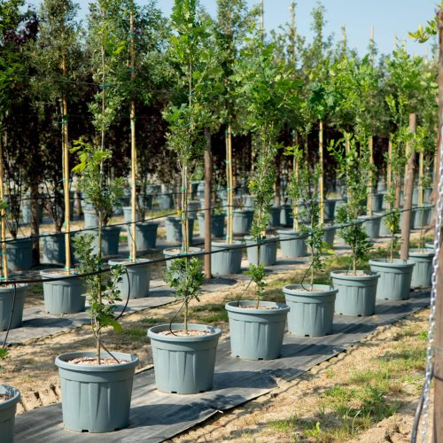 Filari di giovani alberi in vaso pronti alla vendita, Vivaio TECNOVIVAI a Canneto sull'Oglio (Lombardia) - prenota una visita guidata.