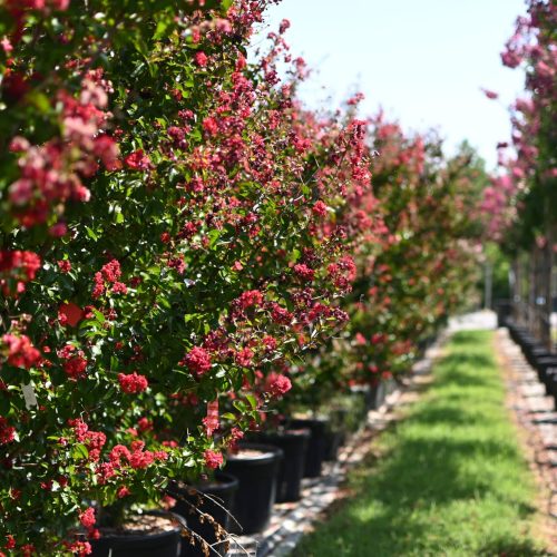 Filare di Lagerstroemia indica a fiore rosso acceso, in contenitore, vivaio TECNOVIVAI, Canneto sull'Oglio (MN).