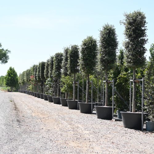 Filari di alberi ornamentali in vaso pronti per la fornitura a un vivaio all'ingrosso per paesaggisti e architetti, TECNOVIVAI.
