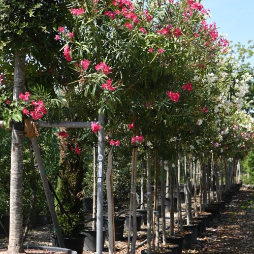 Filare di arbusti ornamentali a fiore rosa acceso, in contenitore nel vivaio TECNOVIVAI, Canneto sull'Oglio (MN).