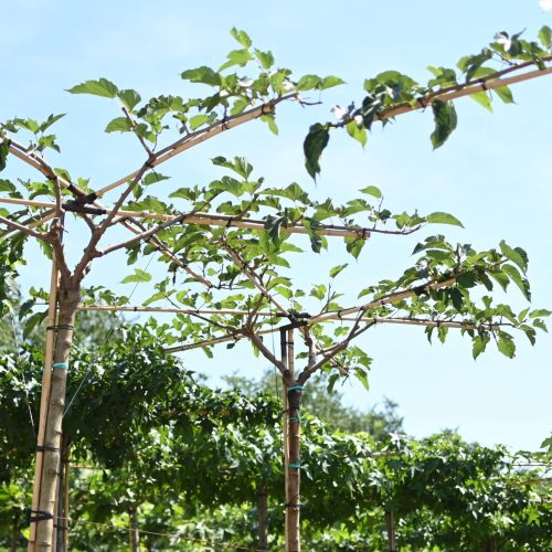 Morus alba Fruitless Giovani alberi allevati a spalliera su struttura in vivaio TECNOVIVAI, Canneto sull'Oglio (MN).