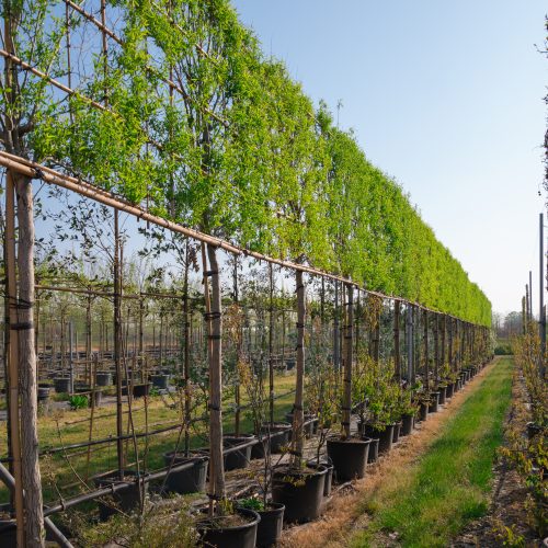 Filare di piante in allevamento su grata nel vivaio TECNOVIVAI, Canneto sull'Oglio, Lombardia.